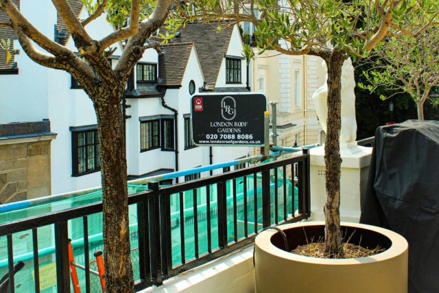 Structural safety railings and custom planters housing mature olive trees seamlessly integrated into a high-end flat roofing London project.
